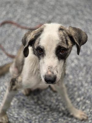 a brindle and white dog with large, expressive eyes looking directly at the camera