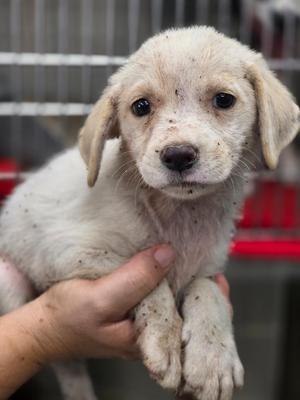 Allie, Australian Shepherd / Mixed Breed, puppy, available for adoption