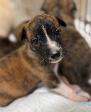Blue, Shepherd / Mixed Breed, puppy, available for adoption