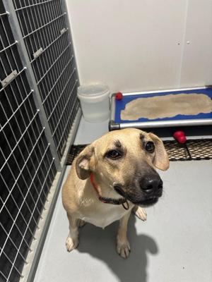 Destiny, Hound / Mixed Breed, young, available for adoption