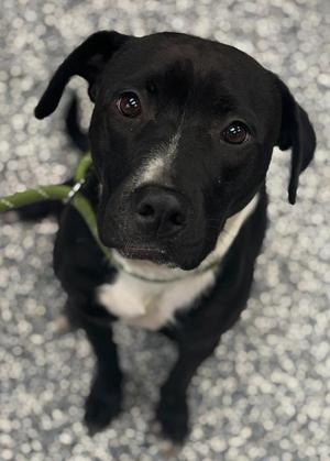 Ducky, Labrador Retriever / Mixed Breed, adult, available for adoption
