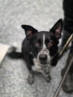Dax, Australian Cattle Dog / Blue Heeler / Mixed Breed, senior, available for adoption