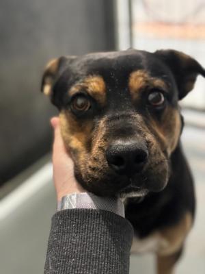 Axel, Rottweiler / Mixed Breed, young, available for adoption