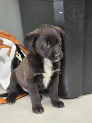 Bingo, Australian Cattle Dog / Blue Heeler / Mixed Breed, puppy, available for adoption