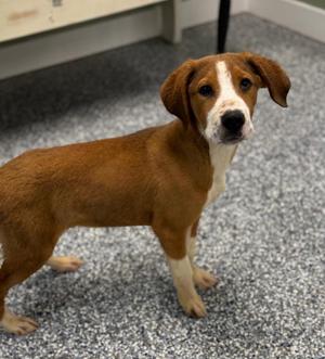 Copper, Hound / Mixed Breed, young, available for adoption