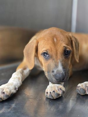 Belly, Hound / Mixed Breed, puppy, available for adoption