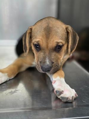 Bento, Hound / Mixed Breed, puppy, available for adoption