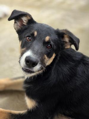Daphne, Border Collie / Mixed Breed, puppy, available for adoption