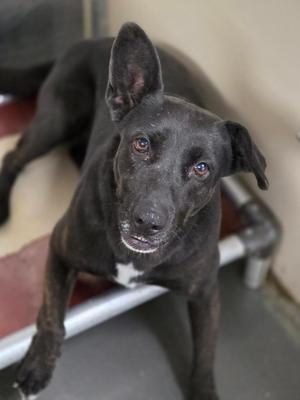 A black dog with one ear up and one ear down looks at the camera.