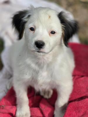 Aiden, Australian Shepherd / Mixed Breed, puppy, available for adoption