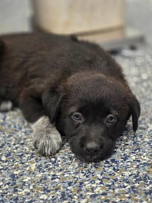 A close-up photograph of a black puppy with one speckled paw resting on a textured, multi-colored surface.
