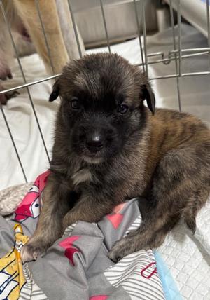 Dandy, Shepherd / Mixed Breed, puppy, available for adoption
