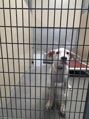 A white dog sitting in a cage