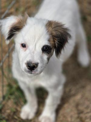 Anderson, Australian Shepherd / Mixed Breed, puppy, available for adoption