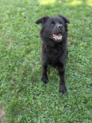 A black dog with a fluffy coat is standing on a grassy lawn, looking up with its mouth open and tongue out.