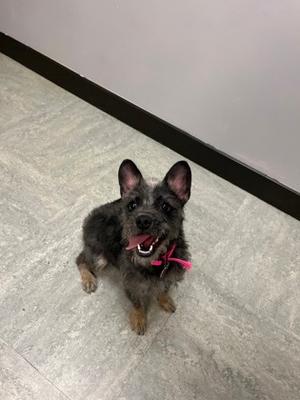 Jubilee, Border Terrier Mix, adult, available for adoption