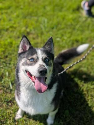 Balto, Siberian Husky Mix, adult, available for adoption