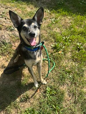 Poncho, Jack (Parson) Russell Terrier Mix, adult, available for adoption