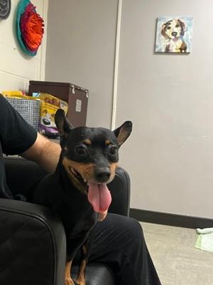 Chevy, Chihuahua - Smooth Coated Mix, adult, available for adoption