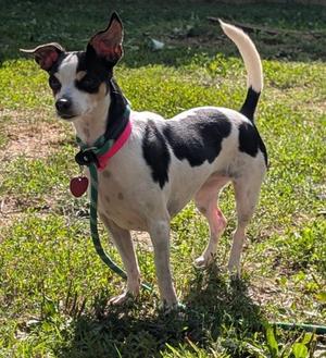 Honda, Chihuahua - Smooth Coated Mix, adult, available for adoption
