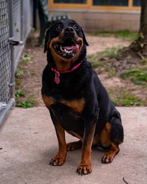 Lacey, Rottweiler Mix, adult, available for adoption