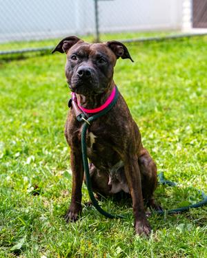 Wiggle Butt, American Pit Bull Terrier Mix, adult, available for adoption