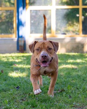 Hooch, American Pit Bull Terrier Mix, young, available for adoption