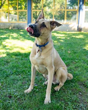 Riggs, German Shepherd Dog Mix, senior, available for adoption