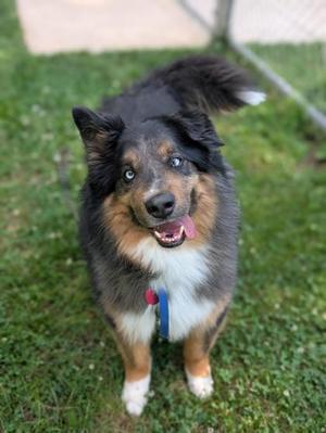 A tri-color Australian Shepherd dog with one blue eye and one brown eye looking at the camera with its tongue hanging out while standing on green grass.
