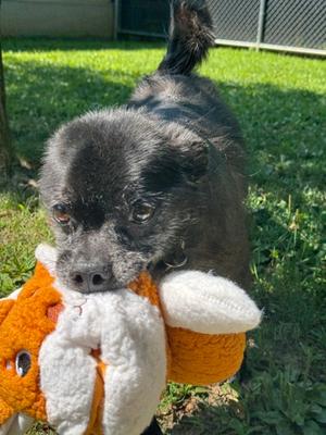 Jux, Pug and American Eskimo, senior, available for adoption