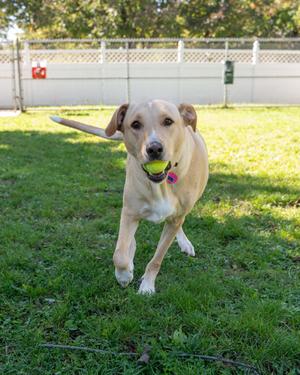 Cameo, Labrador Retriever Mix, adult, available for adoption