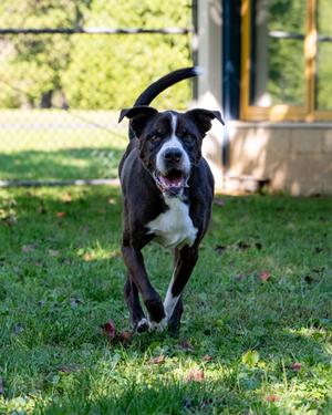 Jojo, Boxer Mix, senior, available for adoption