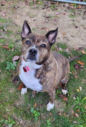 A brindle and white dog with perked ears and a red collar, sitting on grass with fallen leaves around.