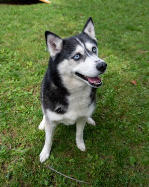 Harleigh, Alaskan Husky Mix, senior, available for adoption