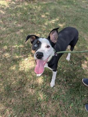 A black and white dog with a blue eye is standing on grass, looking up with its tongue out. The dog is wearing a collar and is on a leash.