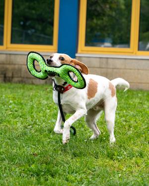 Skipper, Beagle Mix, adult, available for adoption
