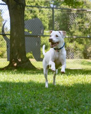 Christopher (42142217), Labrador Retriever Mix, senior, available for adoption