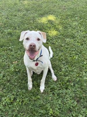 A white dog with a blue collar and a red tag is sitting on a grassy field, looking up with its mouth open and tongue out.