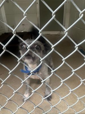 Chewbacca, Shih Tzu Mix, adult, available for adoption