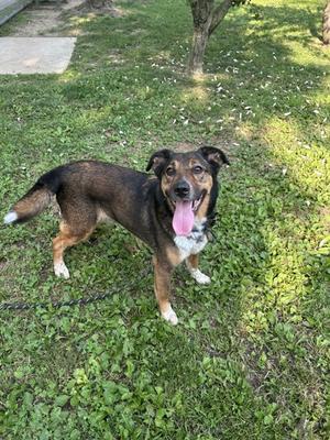 a brown and black dog with a white chest and paws standing on grass, its tongue out and looking at the camera
