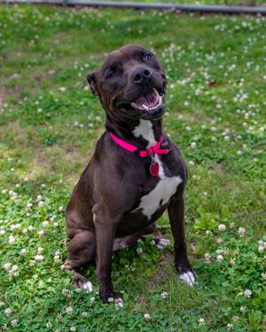Gemma, Mixed Breed, adult, available for adoption