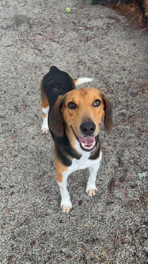 Rawlings, Hound, young, available for adoption