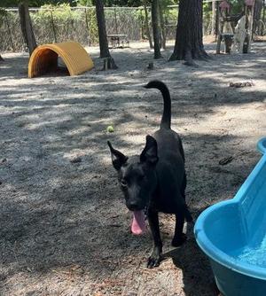 Buzz, Mixed Breed, young, available for adoption