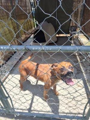 Dynasty, Mixed Breed, adult, available for adoption