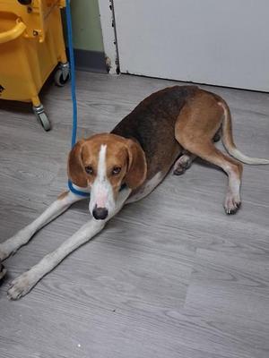 Hunter, Hound, young, available for adoption
