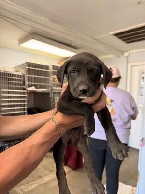 Colby Jack, Mixed Breed, puppy, available for adoption