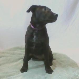 Rabbit, Mixed Breed, young, available for adoption