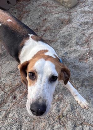 Butters, Hound, young, available for adoption