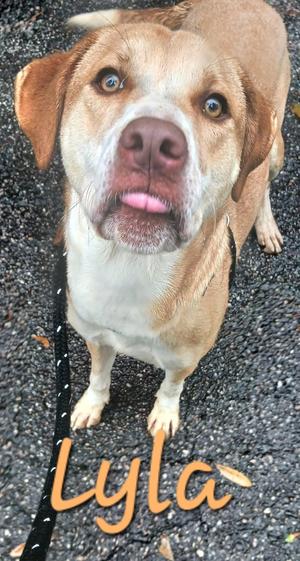 Lyla, Mixed Breed, young, available for adoption