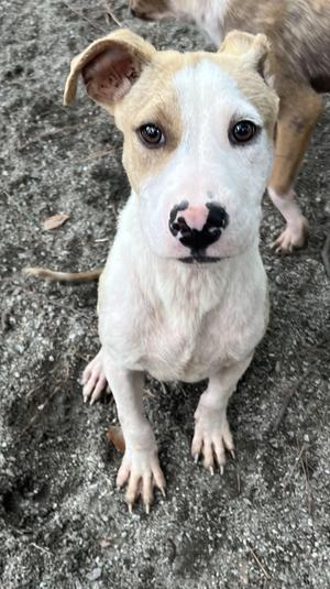 Ricky Bobby, Mixed Breed, puppy, available for adoption